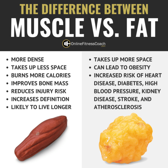 https://partners-in-health.com/wp-content/uploads/2020/04/MUSCLE-VS.-FAT-566x566.png